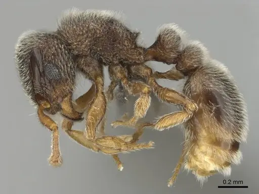 Tetramorium inezulae specimen CASENT0253010 image casent0253010_4