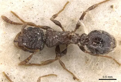 Tetramorium inezulae specimen CASENT0901152 image casent0901152_1
