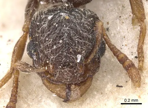 Tetramorium inezulae specimen CASENT0901152 image casent0901152_2