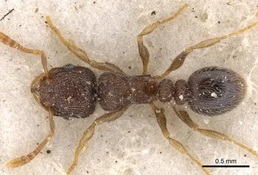 Tetramorium inezulae specimen CASENT0901153 image casent0901153_1