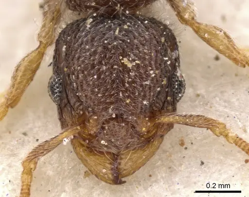 Tetramorium inezulae specimen CASENT0901153 image casent0901153_2