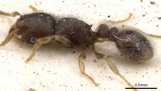 Tetramorium inezulae specimen CASENT0901153 image casent0901153_3