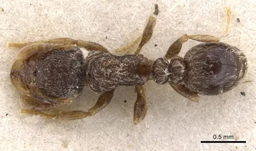 Tetramorium inezulae specimen CASENT0901154 image casent0901154_1
