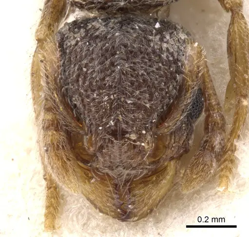 Tetramorium inezulae specimen CASENT0901154 image casent0901154_2