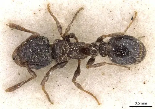 Tetramorium inezulae specimen CASENT0909089 image casent0909089_1
