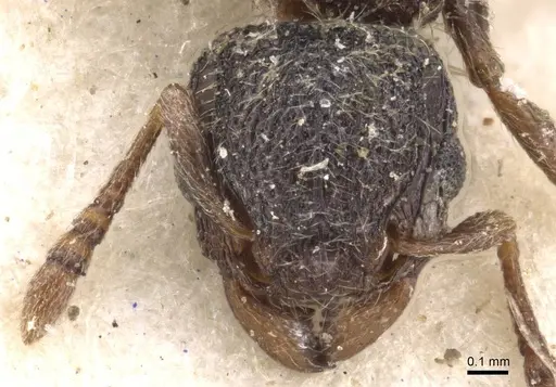 Tetramorium inezulae specimen CASENT0909089 image casent0909089_2