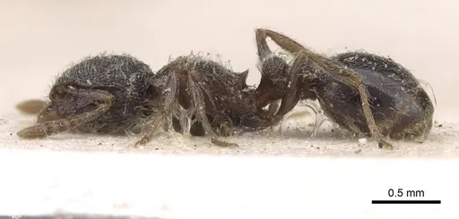 Tetramorium inezulae specimen CASENT0909089 image casent0909089_3