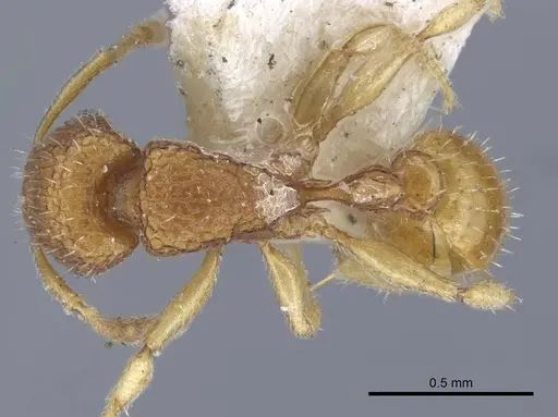 Tetramorium infraspinosum specimen CASENT0917055 image casent0917055_1