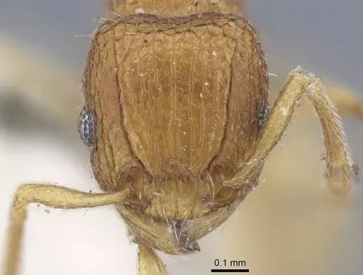 Tetramorium infraspinosum specimen CASENT0917055 image casent0917055_2