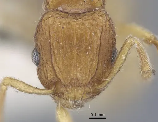 Tetramorium infraspinosum specimen CASENT0917055 image casent0917055_3