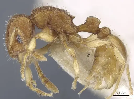 Tetramorium infraspinosum specimen CASENT0917055 image casent0917055_4