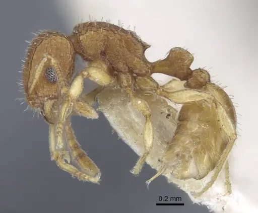Tetramorium infraspinosum specimen CASENT0917055 image casent0917055_5