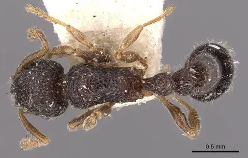 Tetramorium infraspinum specimen CASENT0909168 image casent0909168_1