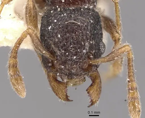 Tetramorium infraspinum specimen CASENT0909168 image casent0909168_2