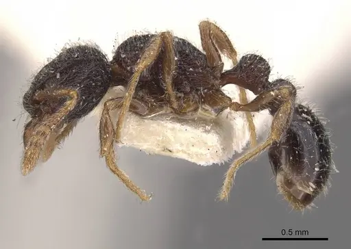 Tetramorium infraspinum specimen CASENT0909168 image casent0909168_3