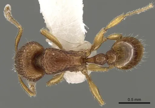 Tetramorium inglebyi specimen CASENT0280897 image casent0280897_1