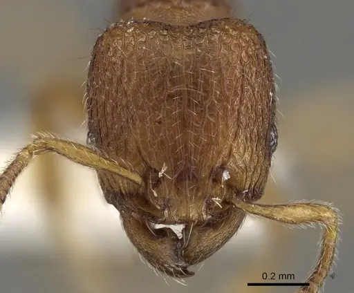 Tetramorium inglebyi specimen CASENT0280897 image casent0280897_2