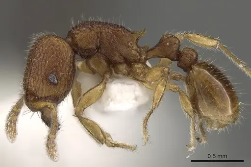 Tetramorium inglebyi specimen CASENT0280897 image casent0280897_3