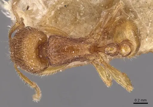 Tetramorium inglebyi specimen CASENT0909169 image casent0909169_1