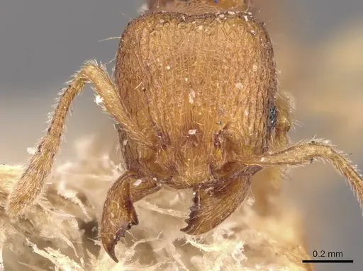 Tetramorium inglebyi specimen CASENT0909169 image casent0909169_2
