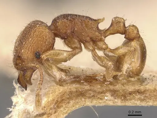 Tetramorium inglebyi specimen CASENT0909169 image casent0909169_3