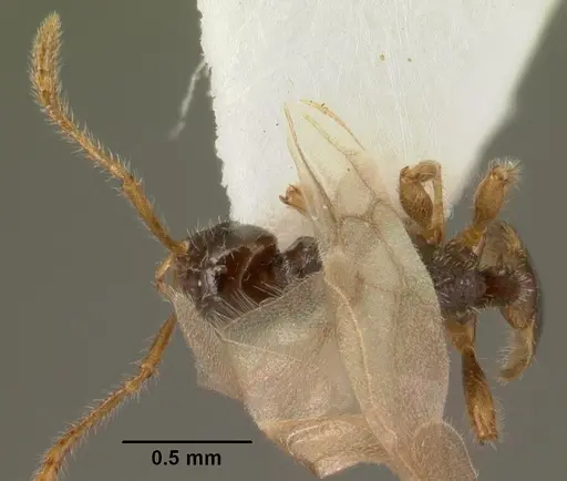 Tetramorium inquilinum specimen CASENT0101582 image casent0101582_1