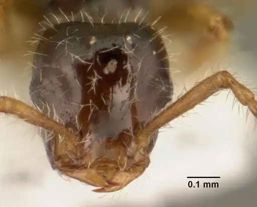 Tetramorium inquilinum specimen CASENT0101582 image casent0101582_2