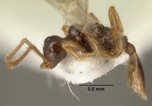 Tetramorium inquilinum specimen CASENT0101582 image casent0101582_3