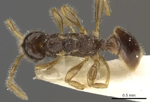 Tetramorium inquilinum specimen CASENT0901024 image casent0901024_1