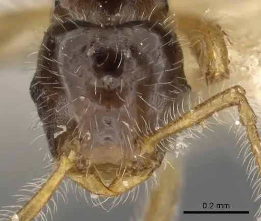 Tetramorium inquilinum specimen CASENT0901024 image casent0901024_2