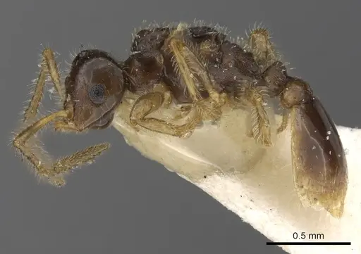 Tetramorium inquilinum specimen CASENT0901024 image casent0901024_3