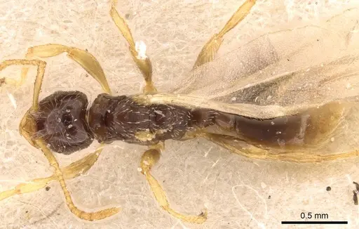 Tetramorium inquilinum specimen CASENT0907569 image casent0907569_1