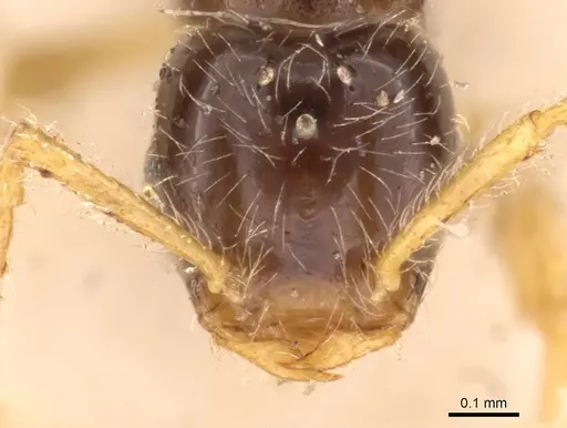 Tetramorium inquilinum specimen CASENT0907569 image casent0907569_2