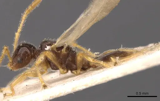 Tetramorium inquilinum specimen CASENT0907569 image casent0907569_3