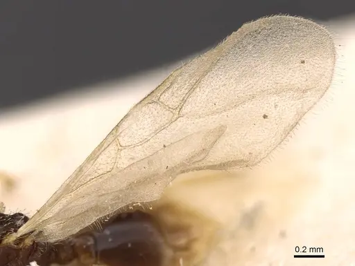 Tetramorium inquilinum specimen CASENT0907569 image casent0907569_4