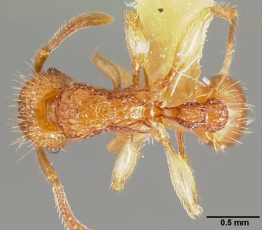 Tetramorium insolens specimen CASENT0005828 image casent0005828_1