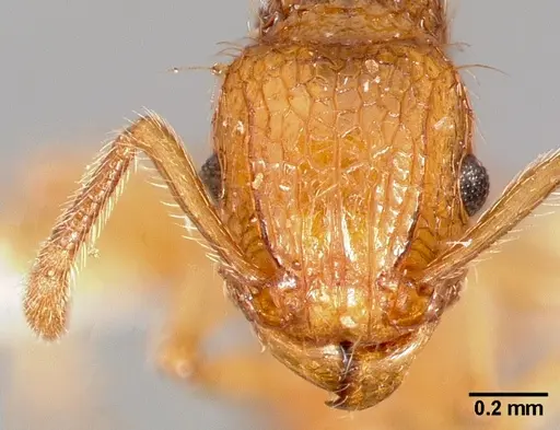 Tetramorium insolens specimen CASENT0005828 image casent0005828_2