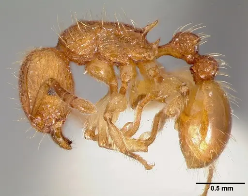Tetramorium insolens specimen CASENT0005828 image casent0005828_3