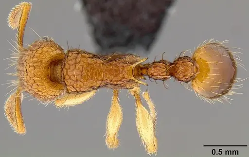 Tetramorium insolens specimen CASENT0171138 image casent0171138_1