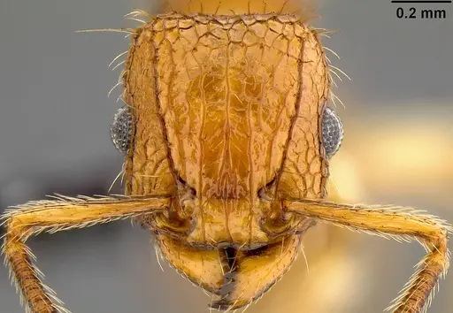 Tetramorium insolens specimen CASENT0171138 image casent0171138_2
