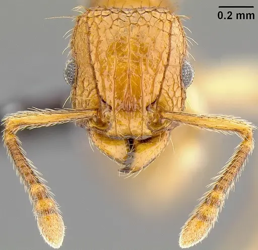 Tetramorium insolens specimen CASENT0171138 image casent0171138_3