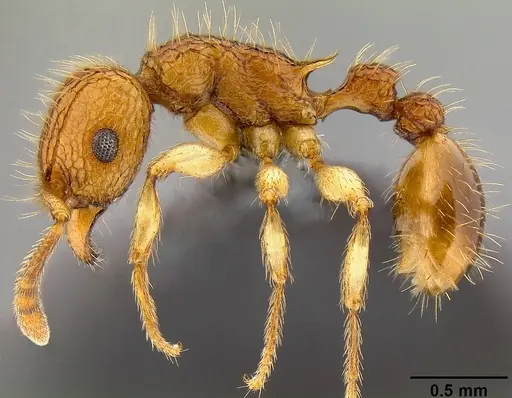 Tetramorium insolens specimen CASENT0171138 image casent0171138_4
