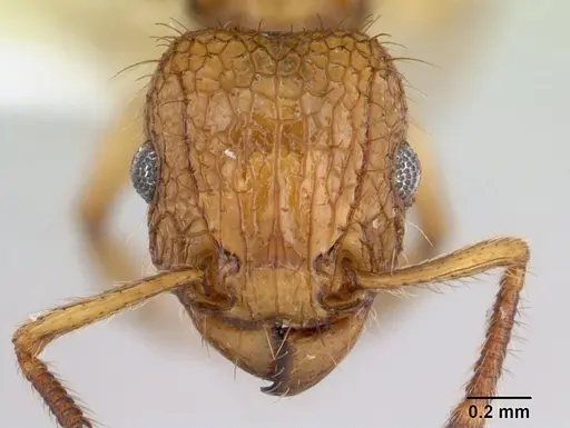 Tetramorium insolens specimen CASENT0173562 image casent0173562_2