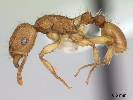 Tetramorium insolens specimen CASENT0173562 image casent0173562_3