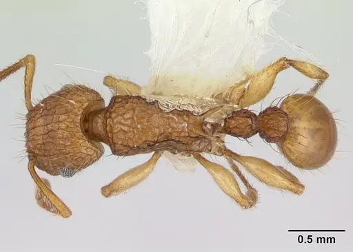 Tetramorium insolens specimen CASENT0173562 image casent0173562_4