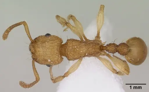 Tetramorium insolens specimen CASENT0179062 image casent0179062_1