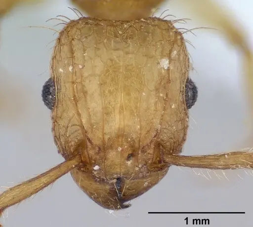 Tetramorium insolens specimen CASENT0179062 image casent0179062_2