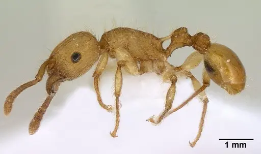 Tetramorium insolens specimen CASENT0179062 image casent0179062_3