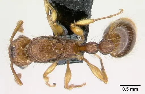 Tetramorium insolens specimen CASENT0217343 image casent0217343_1