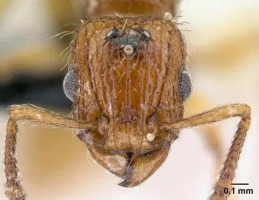 Tetramorium insolens specimen CASENT0217343 image casent0217343_2
